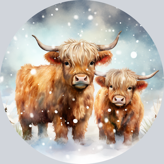 Highland Cows in Snow
